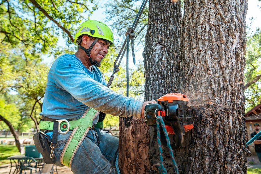 Crew member sectioning a tree trunk with a chainsaw during removal