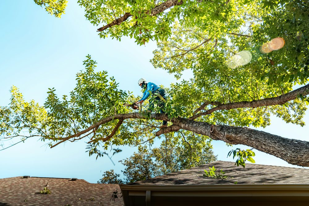 Arborist trimming branches high in a tree canopy