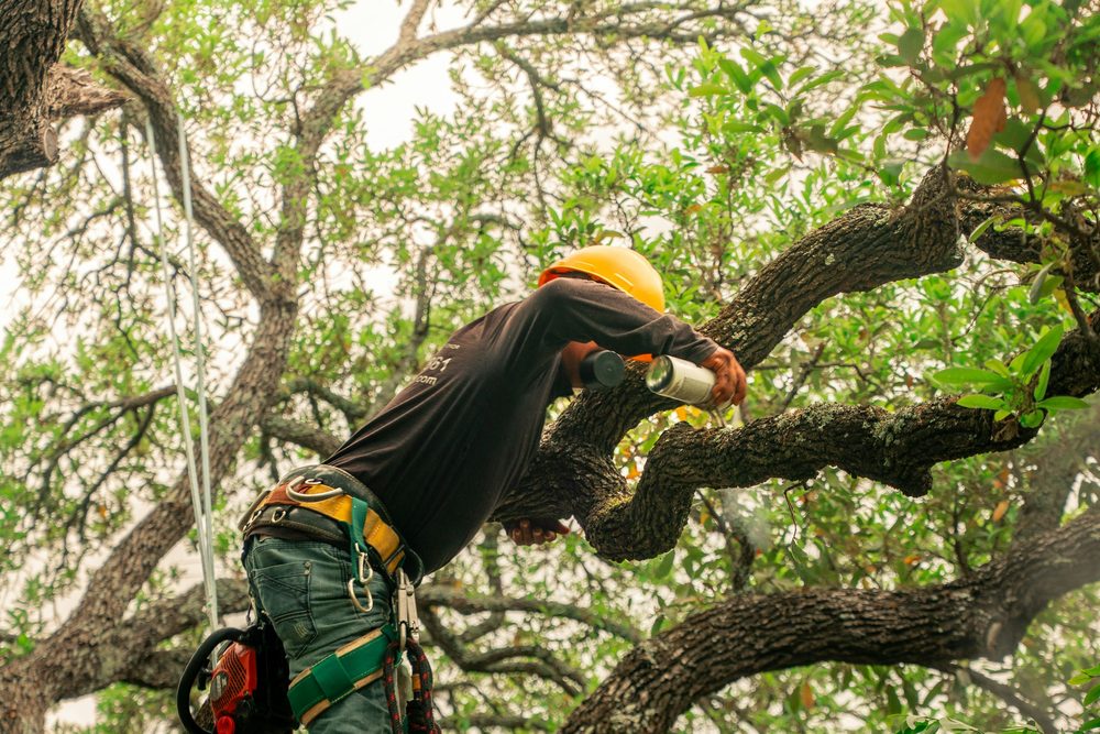 Climber working through a green oak canopy