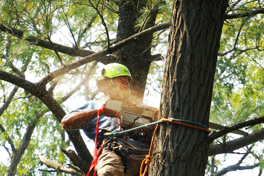 Roped climber sectioning limbs high in a pine