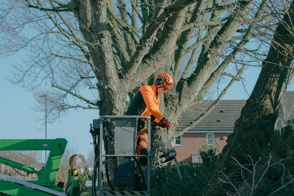 Arborist in a bucket lift performing a tree takedown